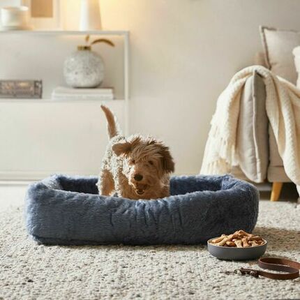 Kleiner Hund in blauem Hundekissen